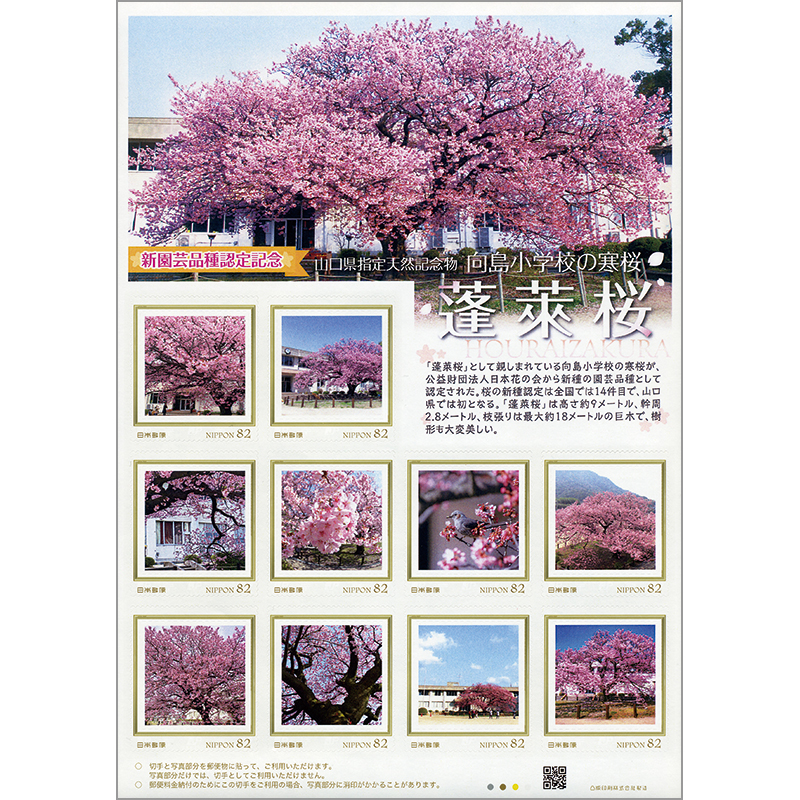 新園芸品種認定記念 向島小学校の寒桜 蓬莱桜
