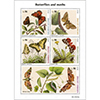 蝶と蛾５種シート