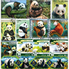 パンダ　50種