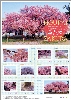 防府市指定天然記念物「向島小学校の寒桜」