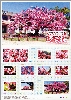山口県・防府市指定天然記念物「向島小学校の寒桜」