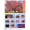 山口県指定天然記念物 向島小学校の寒桜蓬來桜