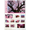 山口県指定天然記念物 向島小学校の寒桜 蓬莱桜