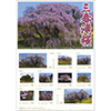 三春滝桜2026